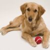 Pelota Niki